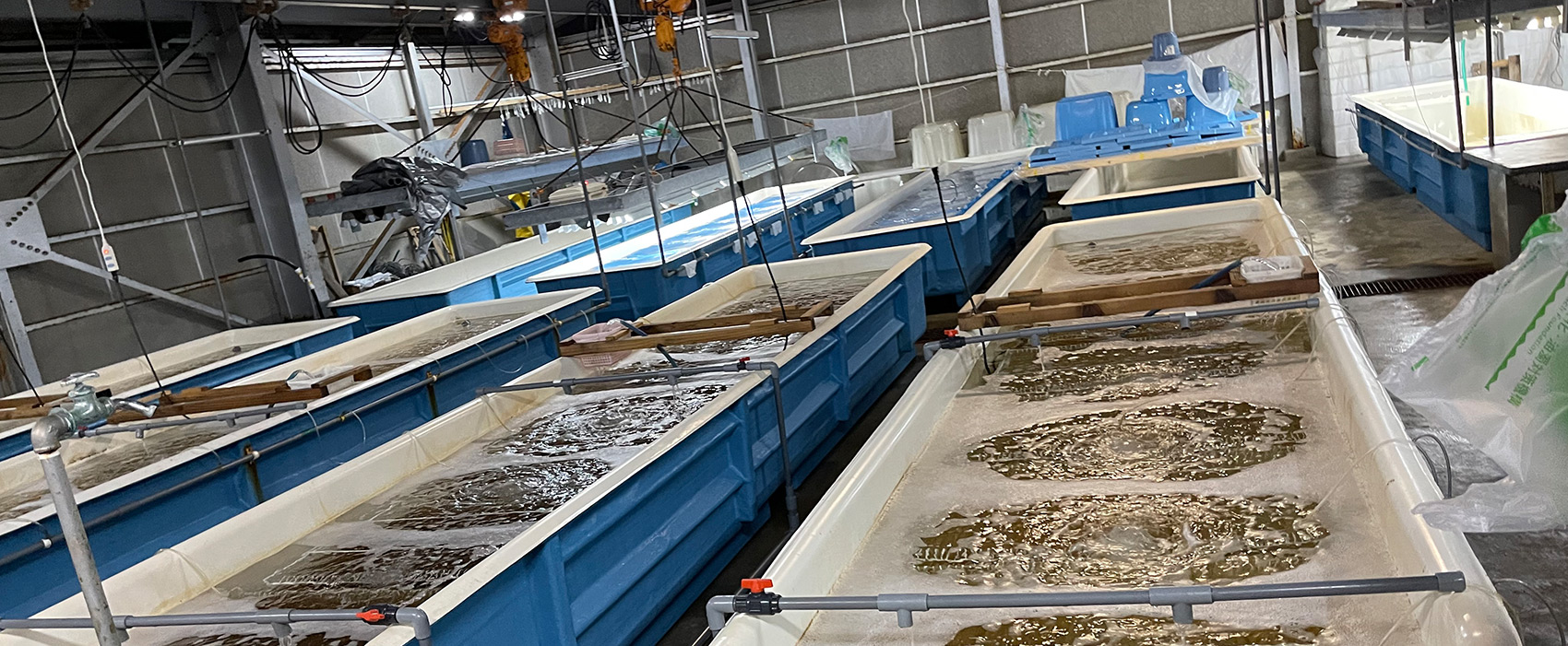 自然のままに育てる養殖