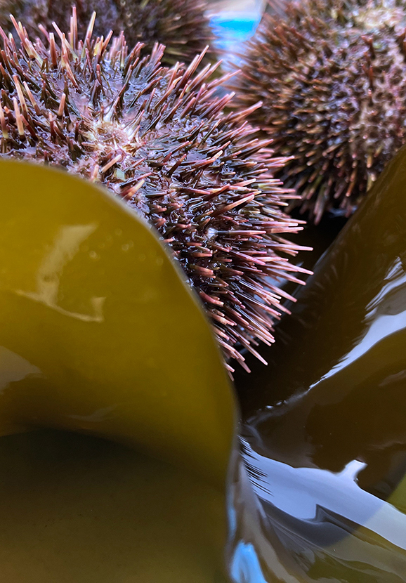 エゾバフンウニ