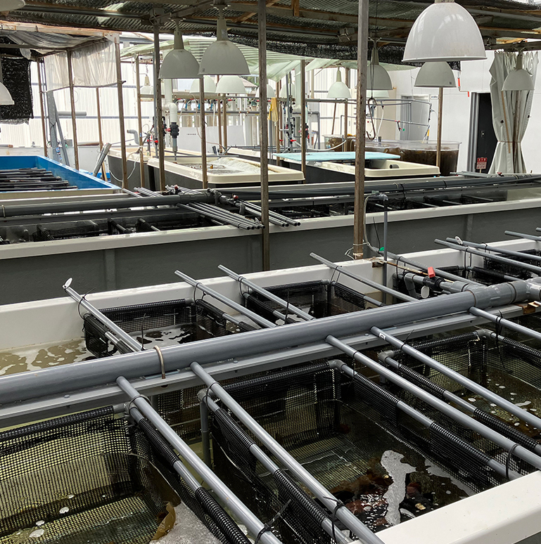 エゾバフンウニ