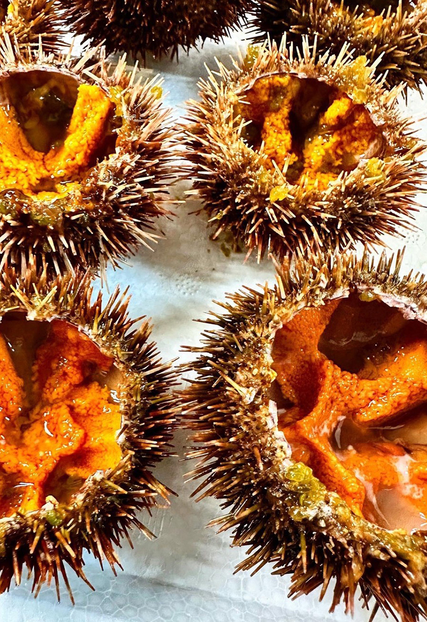 エゾバフンウニ