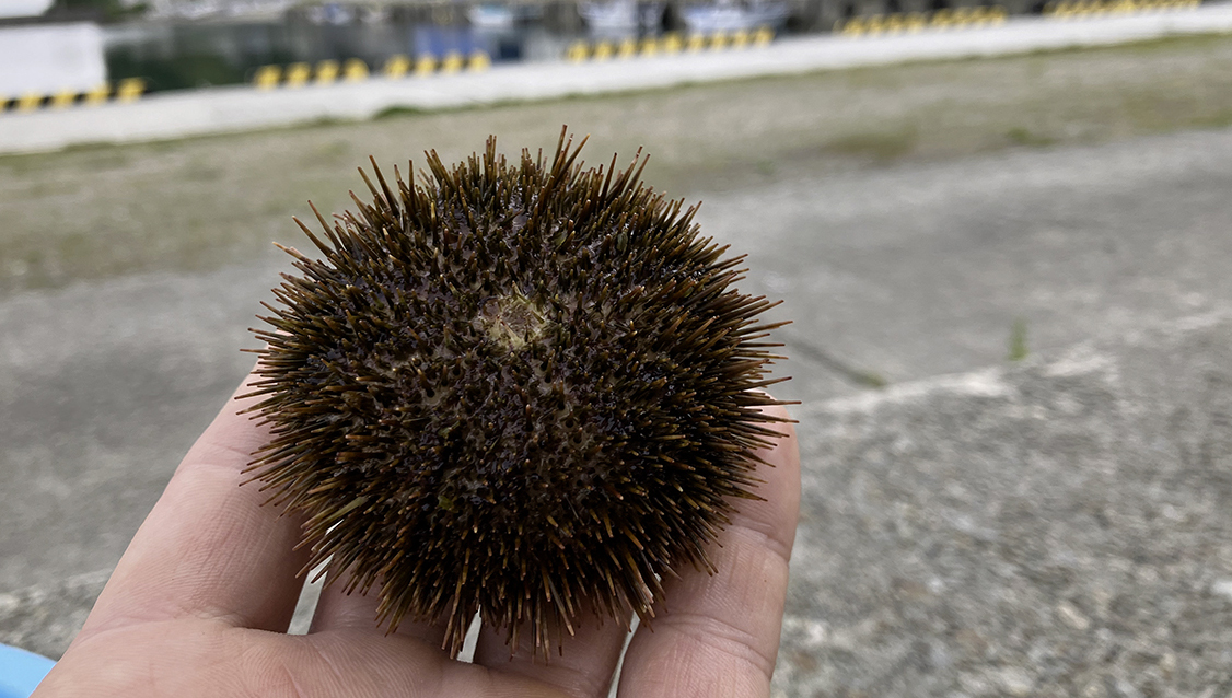 エゾバフンウニ