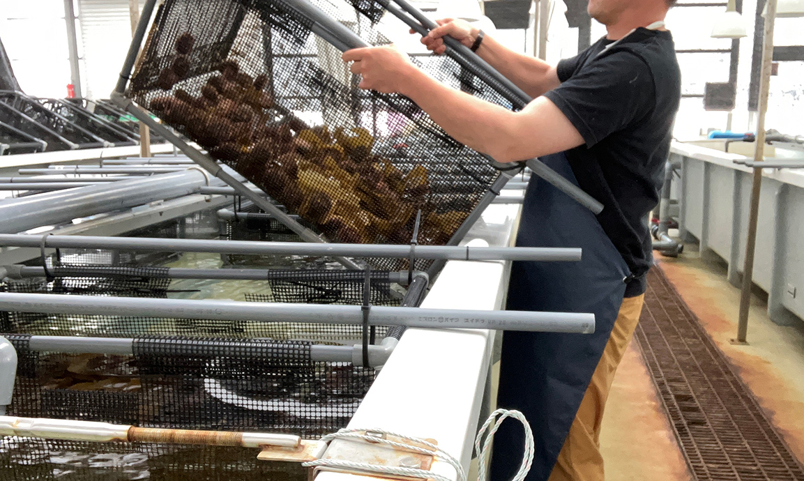 エゾバフンウニ養殖の様子