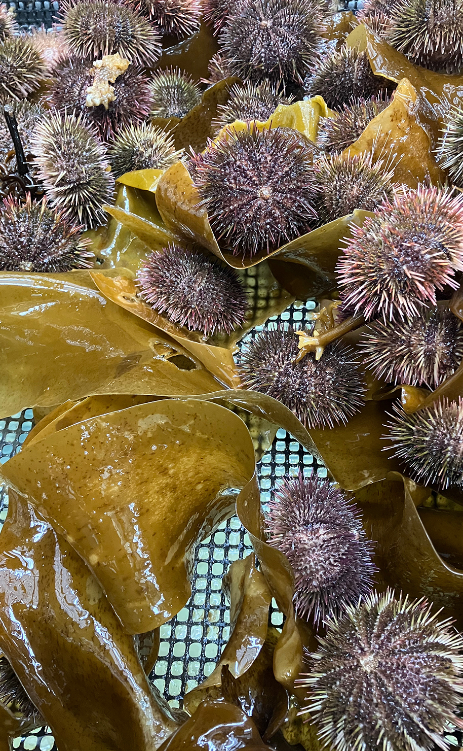 エゾバフンウニ