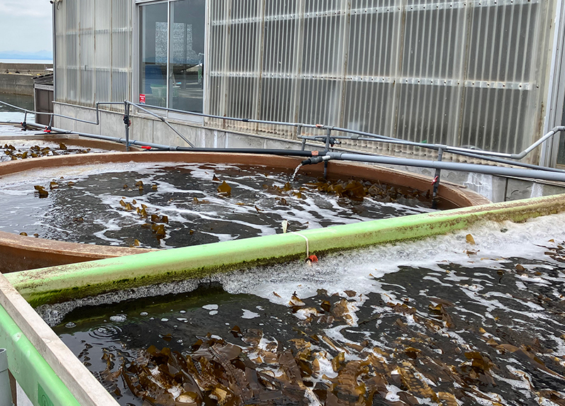 エゾバフンウニ