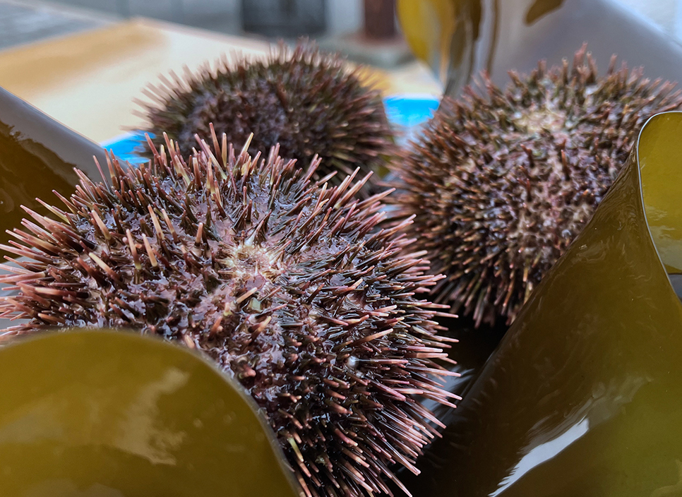 エゾバフンウニ