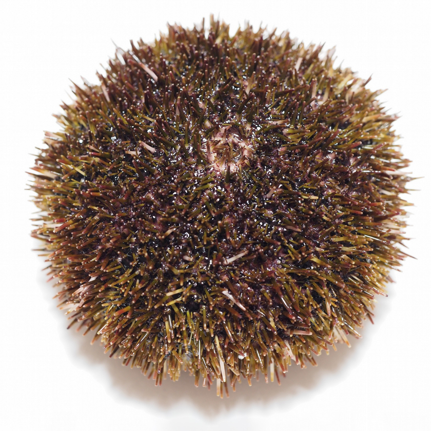 エゾバフンウニ