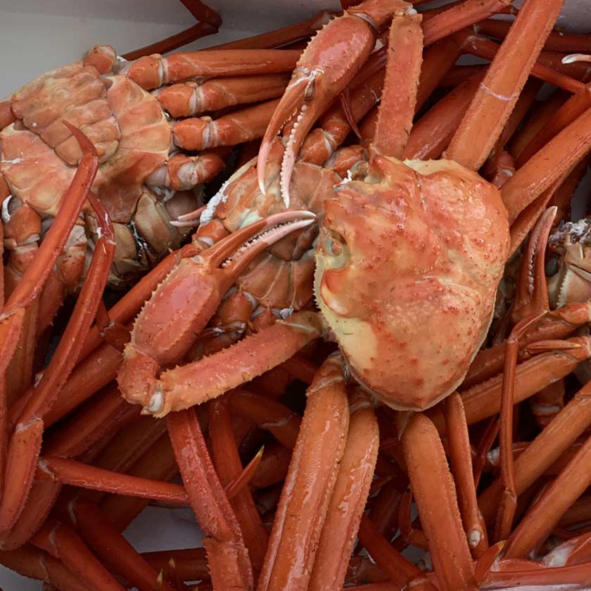 本ズワイガニ・紅ズワイガニ