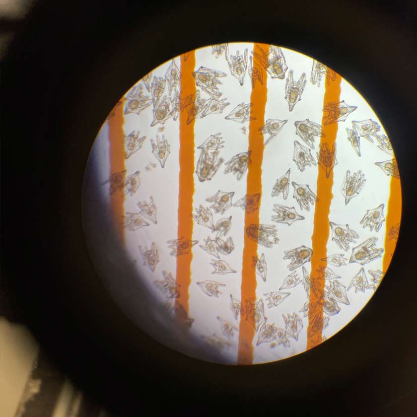 北海道利尻の種苗