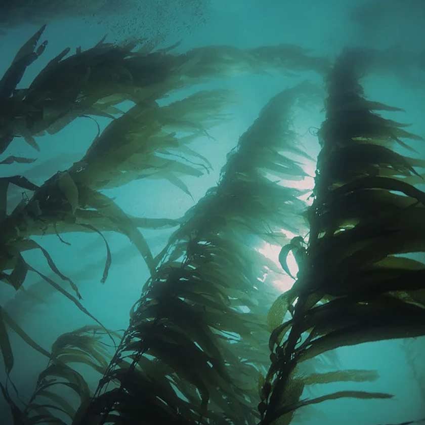 利尻昆布で育てる